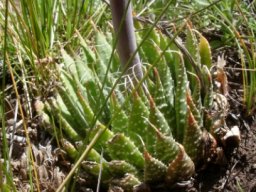 Aristaloe aristata